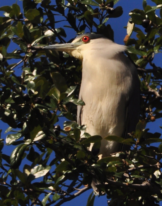 night heron in tree